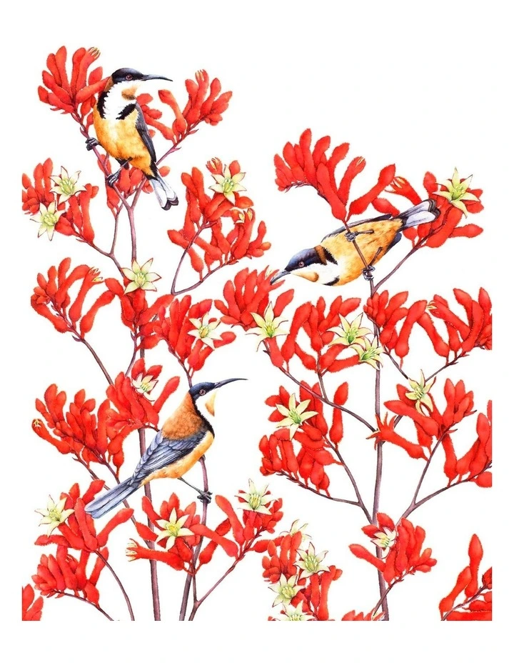 Best reviews of ???? Maxwell & Williams Royal Botanic Gardens Victoria Garden Friends 50x70cm Tea Towel Spinebill Print ???? 3 Best reviews of ???? Maxwell & Williams Royal Botanic Gardens Victoria Garden Friends 50x70cm Tea Towel Spinebill Print ????