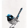 Deals ???? Maxwell & Williams Marini Ferlazzo Birds Superb Fairy Wren 50x70cm Tea Towel ????